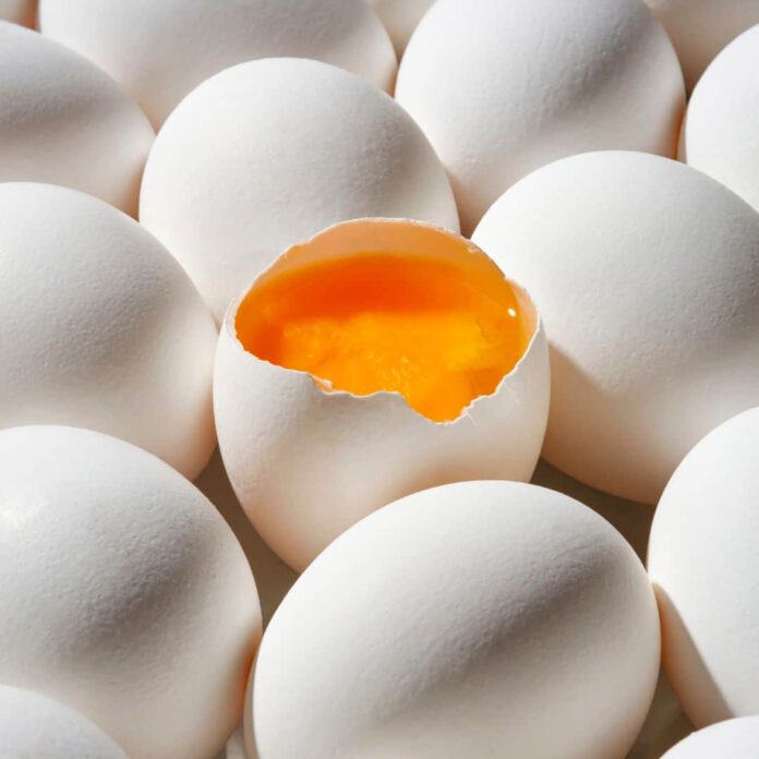 egg illustration