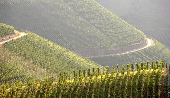 Spätburgunder: Dare to discover the German pinot noir