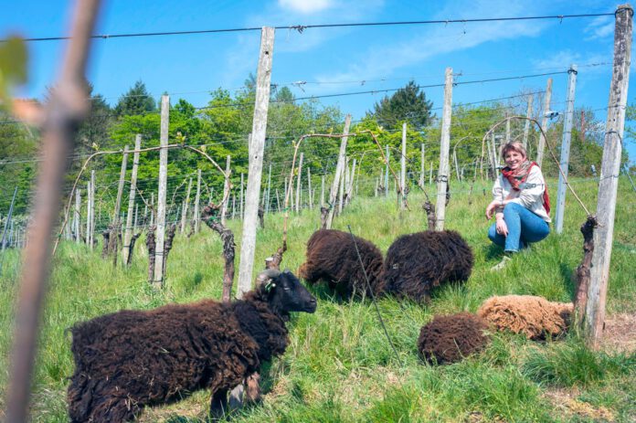 Domaine Viticole Häremillen