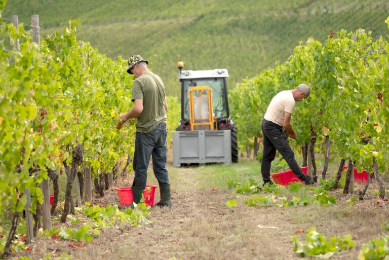 The vineyards of the Moselle are bustling and full of promise.