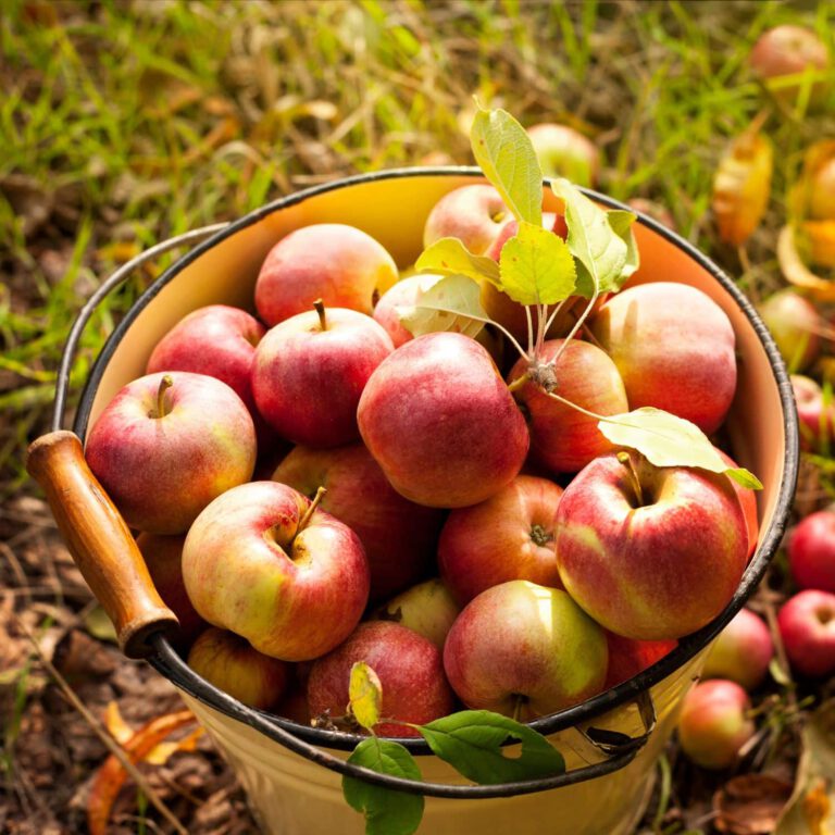 Seasonal: it’s apple time!