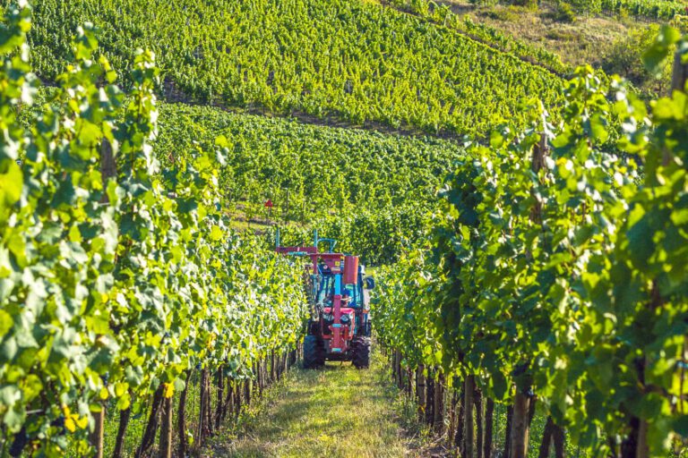 Les Vignerons de Domaines Vinsmoselle