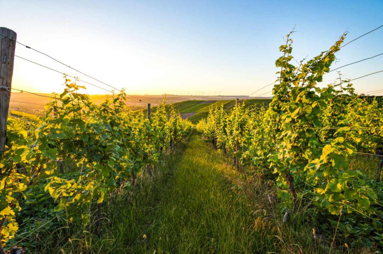 Les Vignerons de Domaines Vinsmoselle