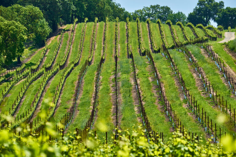 Piwi, “hero wines”?