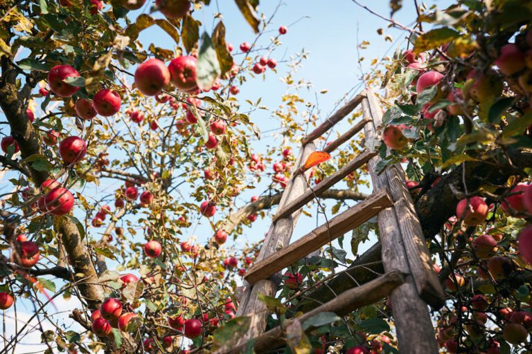 It’s apple picking season!