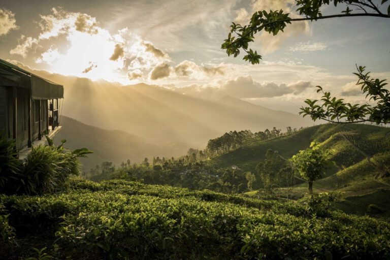 The Cradle of Ceylon Tea: In the Highlands of Sri Lanka