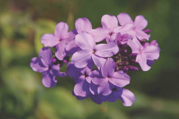 Hesperis-matronalis