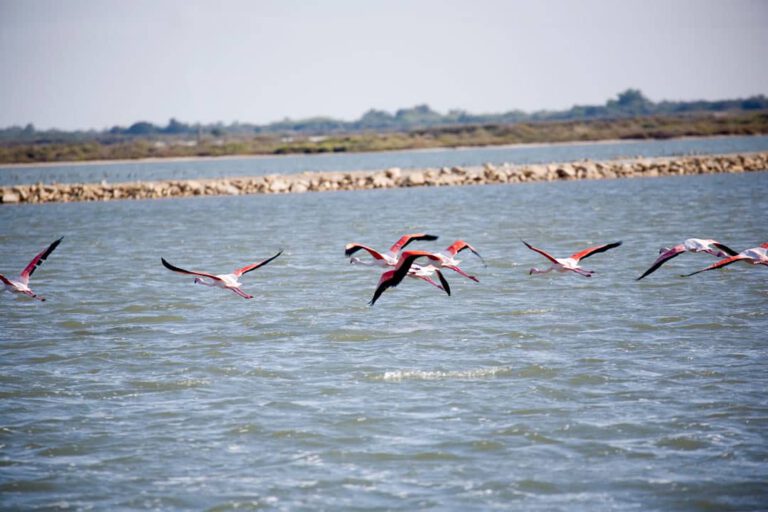 Aigues-Mortes: Eine Stadt im Zeichen des Salzes