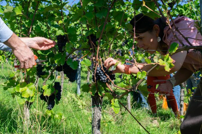 Vendanges-2025---2 People harvesting grapes in a vineyard.