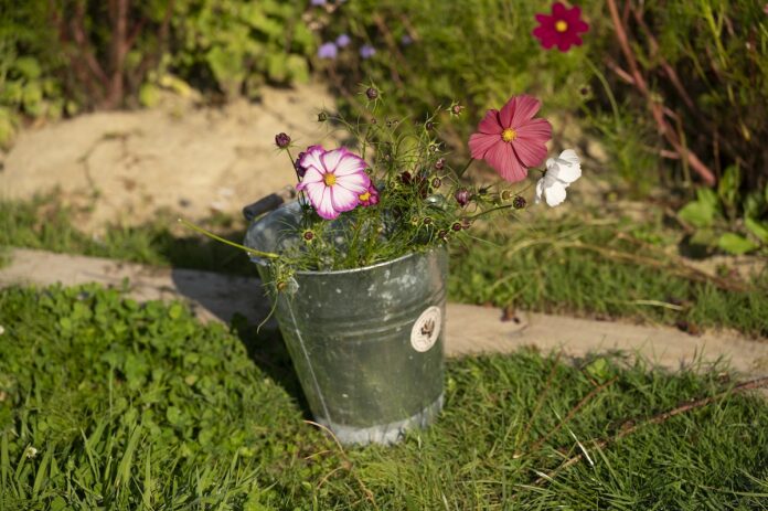Colorful flowers in a metal bucket outdoors