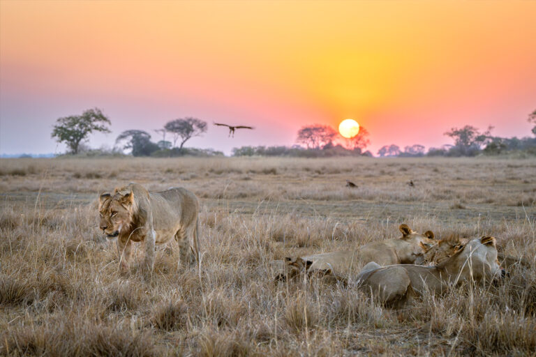 Lions resting at sunset on African savanna.