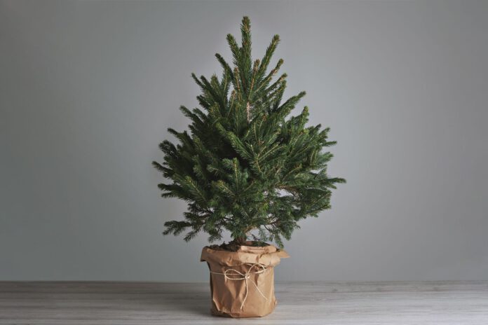 Christmas tree