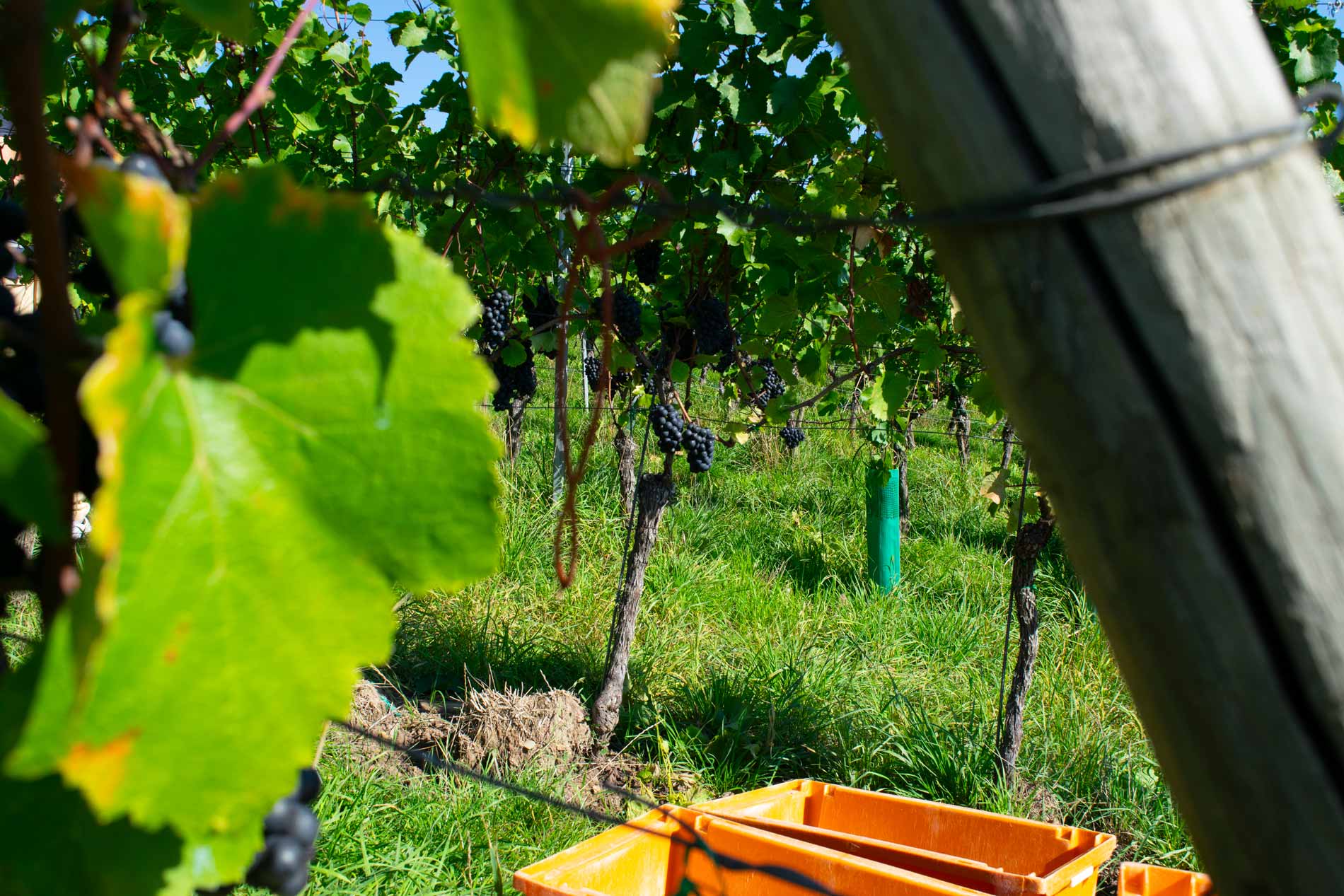 Green vineyard with orange harvest bins