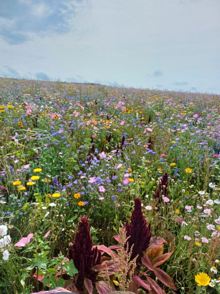 Colorful wildflower meadow under a cloudy sky.
