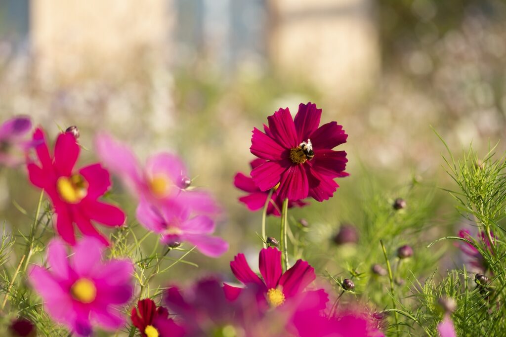 Bee on vibrant pink cosmos flower garden scene.