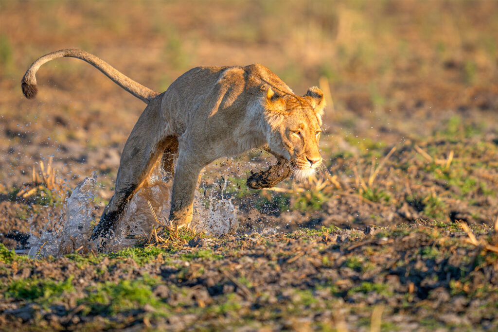 Lion running through water in sunlight