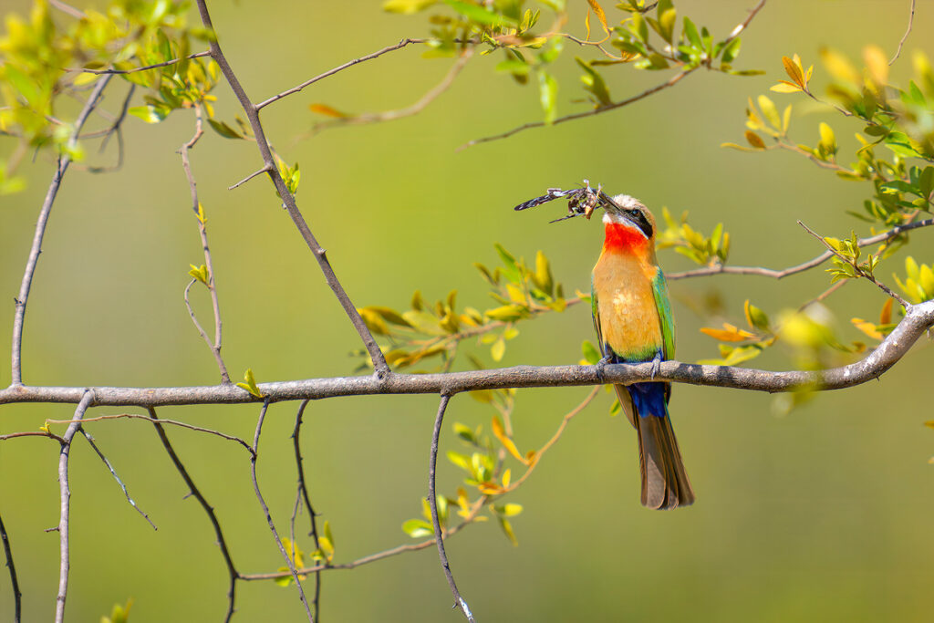 Colorful bird perches on branch with insect prey.