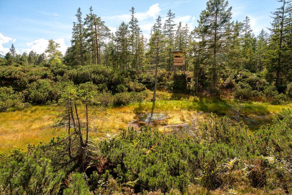 Forest landscape with watchtower and greenery