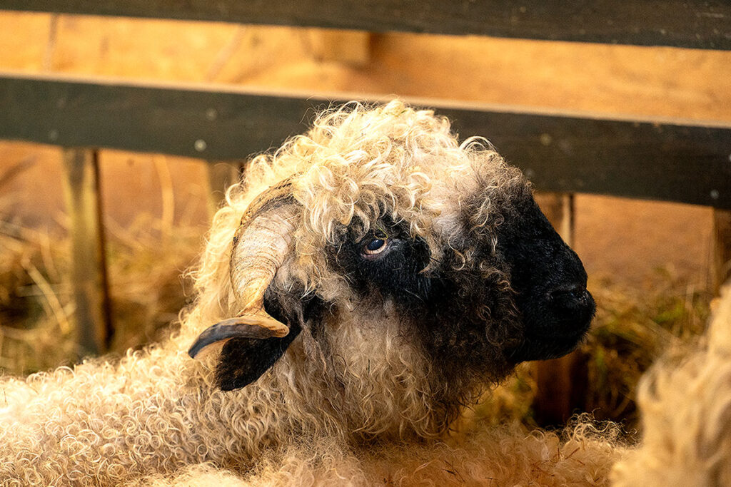 Curly haired black-nosed Valais sheep in barn.