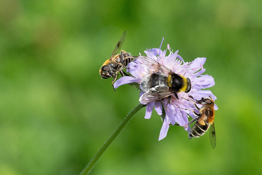 Bees on a purple flower in the garden.